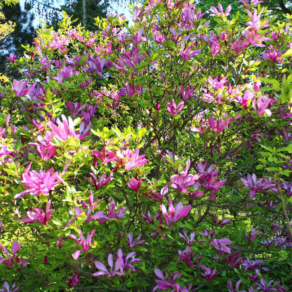 Magnolie 'Susan' (dunkelrosa Blüten) – Ø 17 cm, 45 cm hoch – Bild 6