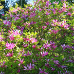 Magnolie 'Susan' (dunkelrosa Blüten) – Ø 17 cm, 45 cm hoch