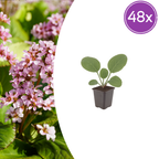 Bergenia cordifolia (elephant’s ear) – 48 plants, Ø9 cm, 10–25 cm high