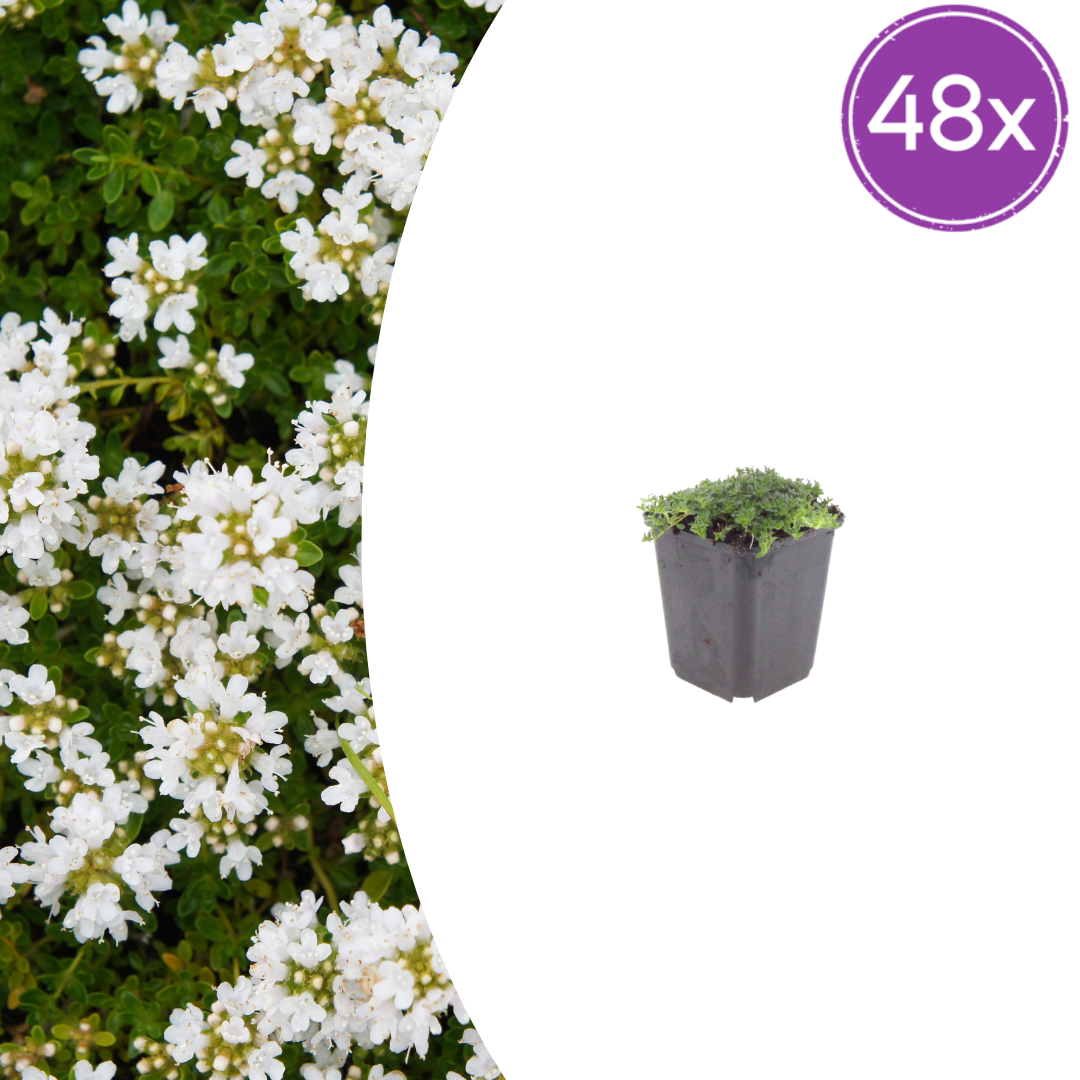 Thymus praecox 'Albiflorus' (Thymian) – 48 Pflanzen, Ø9 cm, 10–25 cm hoch – Bild 2
