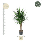 Yucca Elephantipe vertakt – Ø31 cm, 150 cm hoog