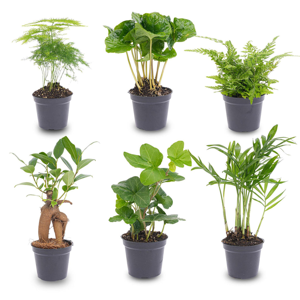 Plantenmix – Ø6 cm