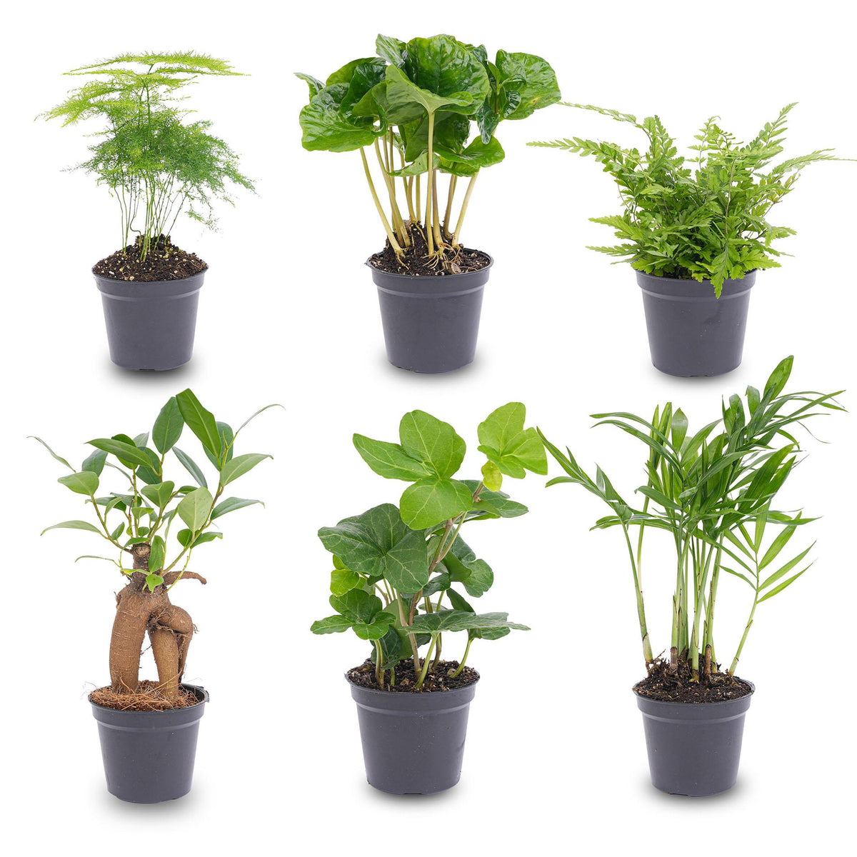Plantenmix – Ø6 cm