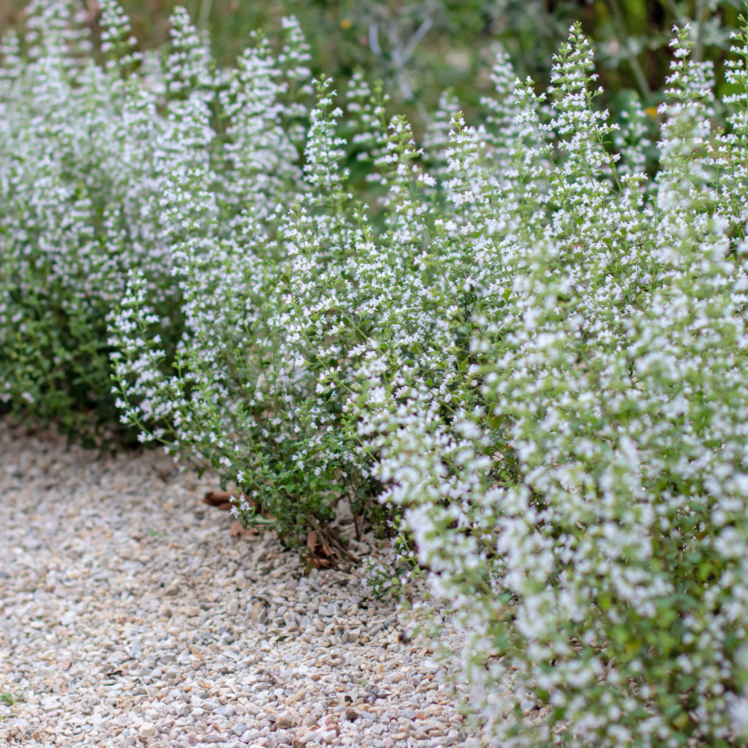 Calamintha nemorosa nepeta (steentijm) – 6 planten, Ø9 cm, 10–25 cm hoog