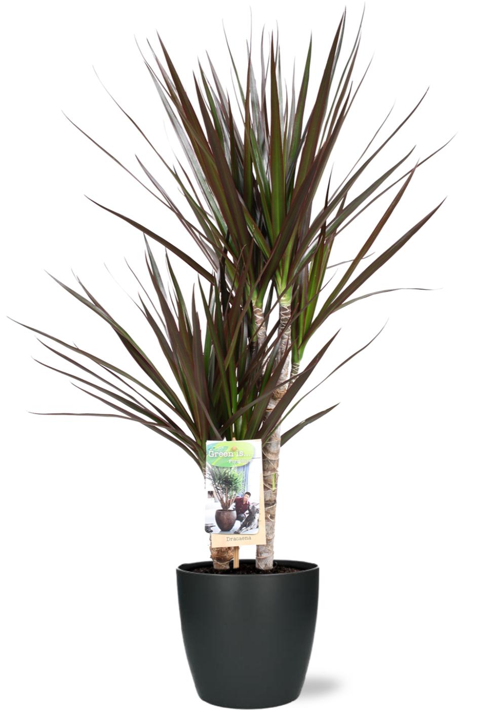 Dracaena Magenta (drakenboom) in Brussels-sierpot antraciet – Ø17 cm, 80 cm hoog