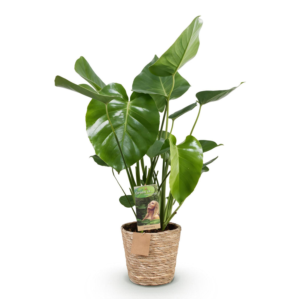 Monstera deliciosa (gatenplant) met mand – Ø21 cm, 70–80 cm hoog