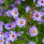 Aster frikartii 'Monch' – 6 plants, Ø9 cm, 10–25 cm de haut