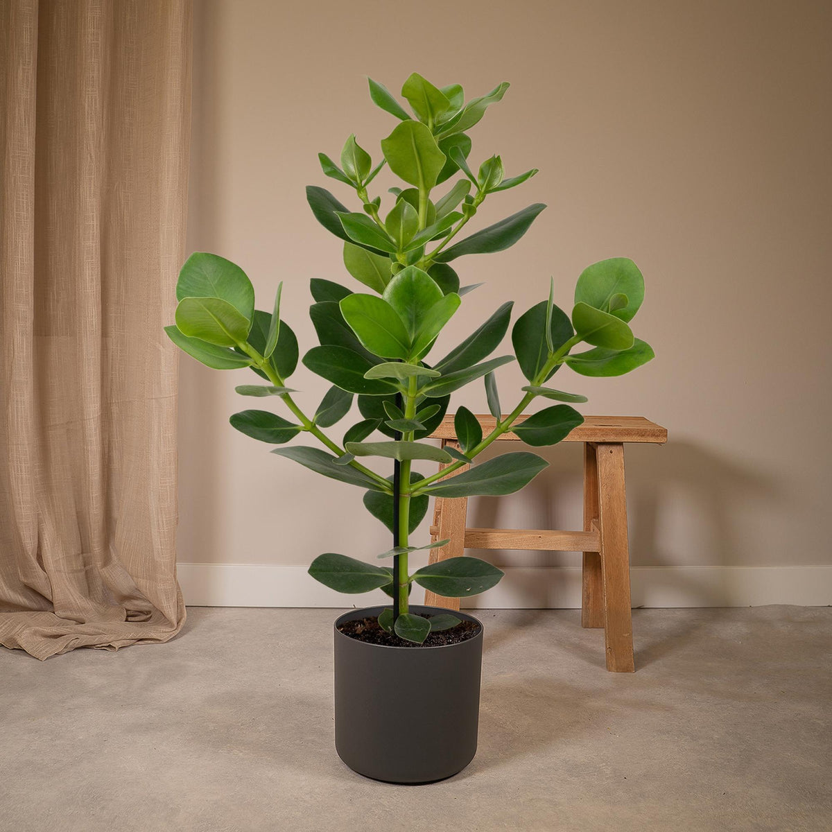 Clusia Rosea Princess – Ø 17 cm, 60 cm hoch