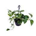 Epipremnum aureum (Scindapsus) – Ø 15 cm, 30 cm hoch