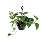 Epipremnum aureum (Scindapsus) – Ø 15 cm, 30 cm hoch