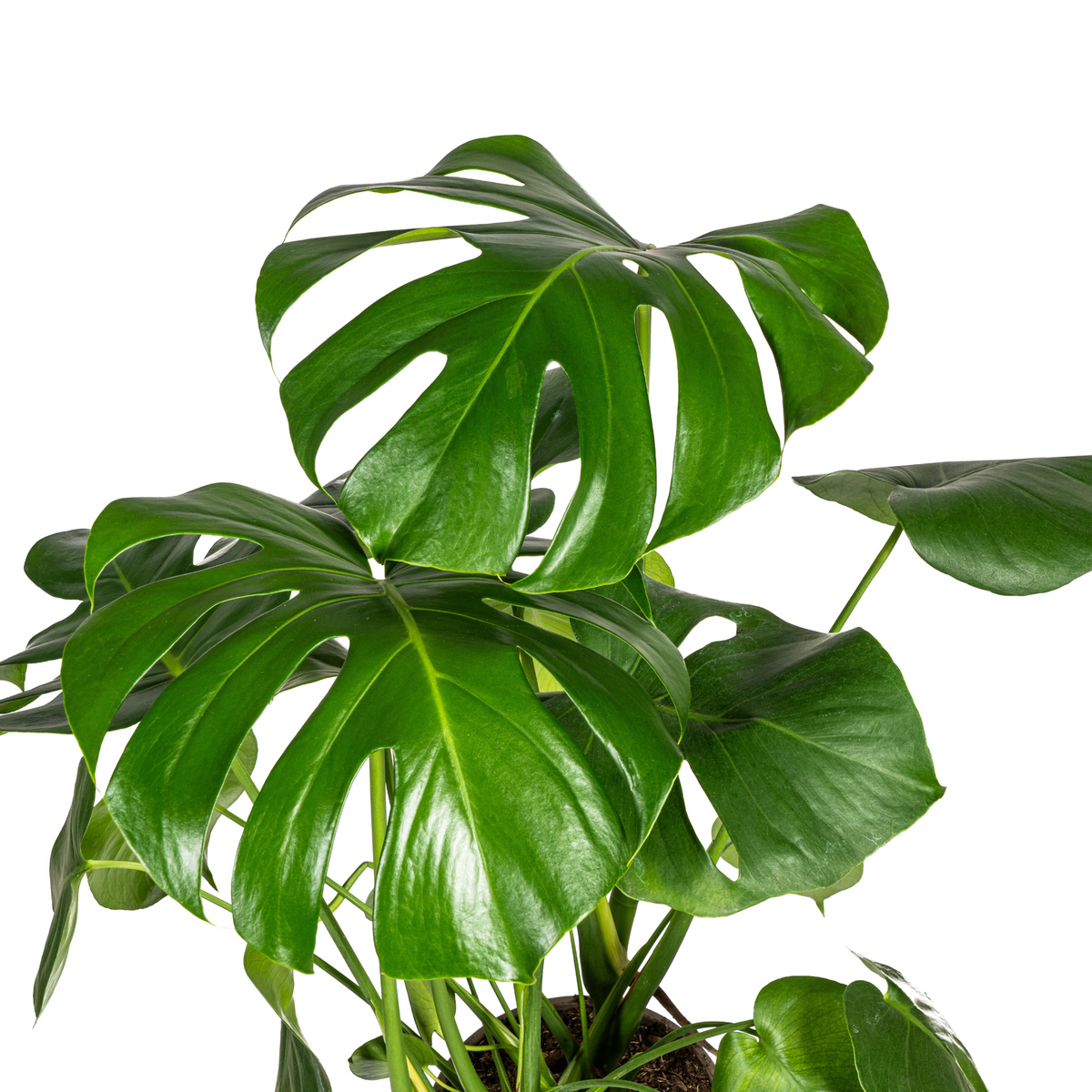 Monstera deliciosa Tauerii (gatenplant) – Ø21 cm, 70–90 cm hoog
