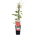 Clematis 'Hagley Hybrid' (Waldrebe) – Ø15 cm, 65 cm hoch