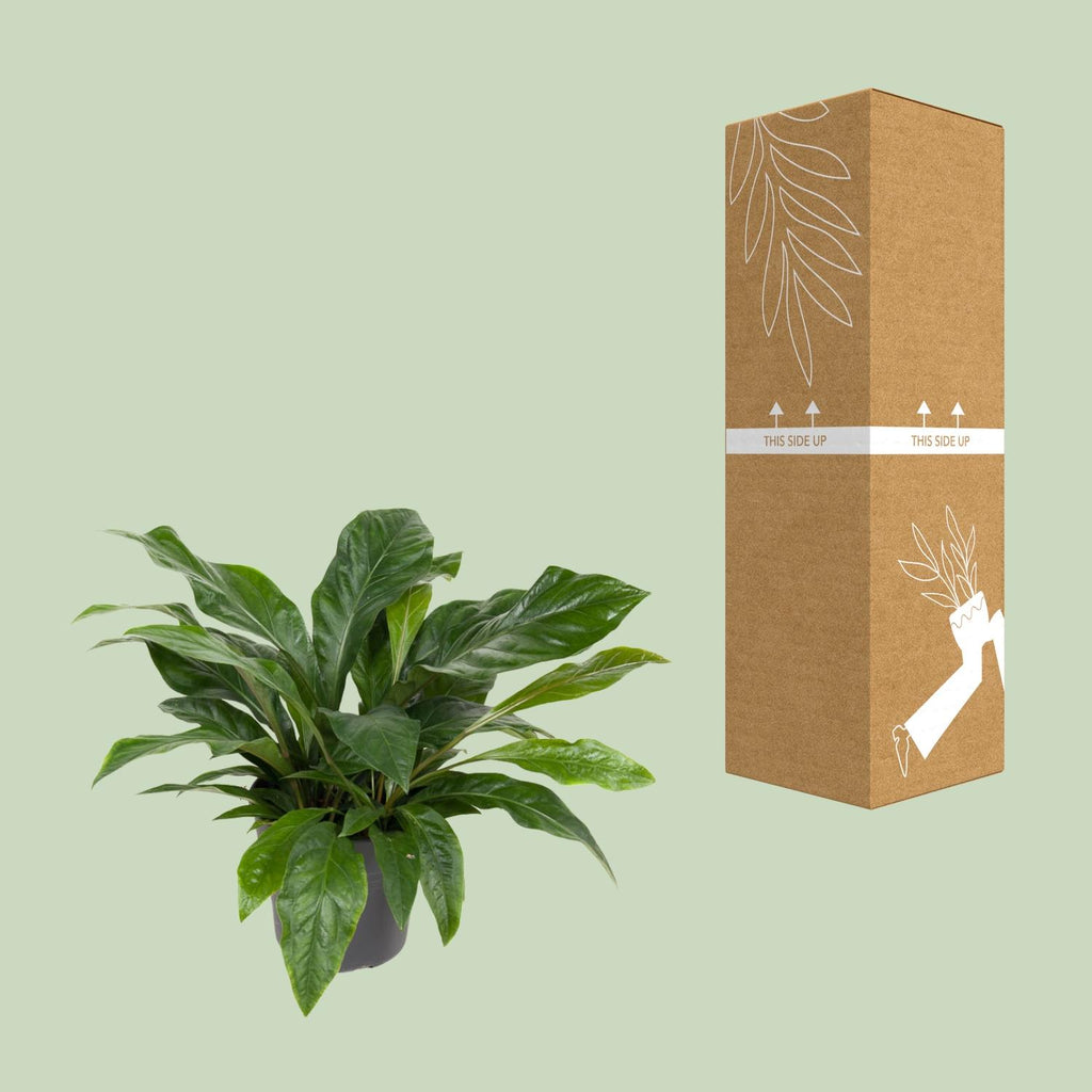 Anthurium Jungle Bush (flamingoplante) – Ø30 cm, 70 cm høj