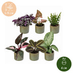 6× overraskelsesæske med stueplanter inkl. Linnea Olive – Ø6 cm, 5–15 cm høj