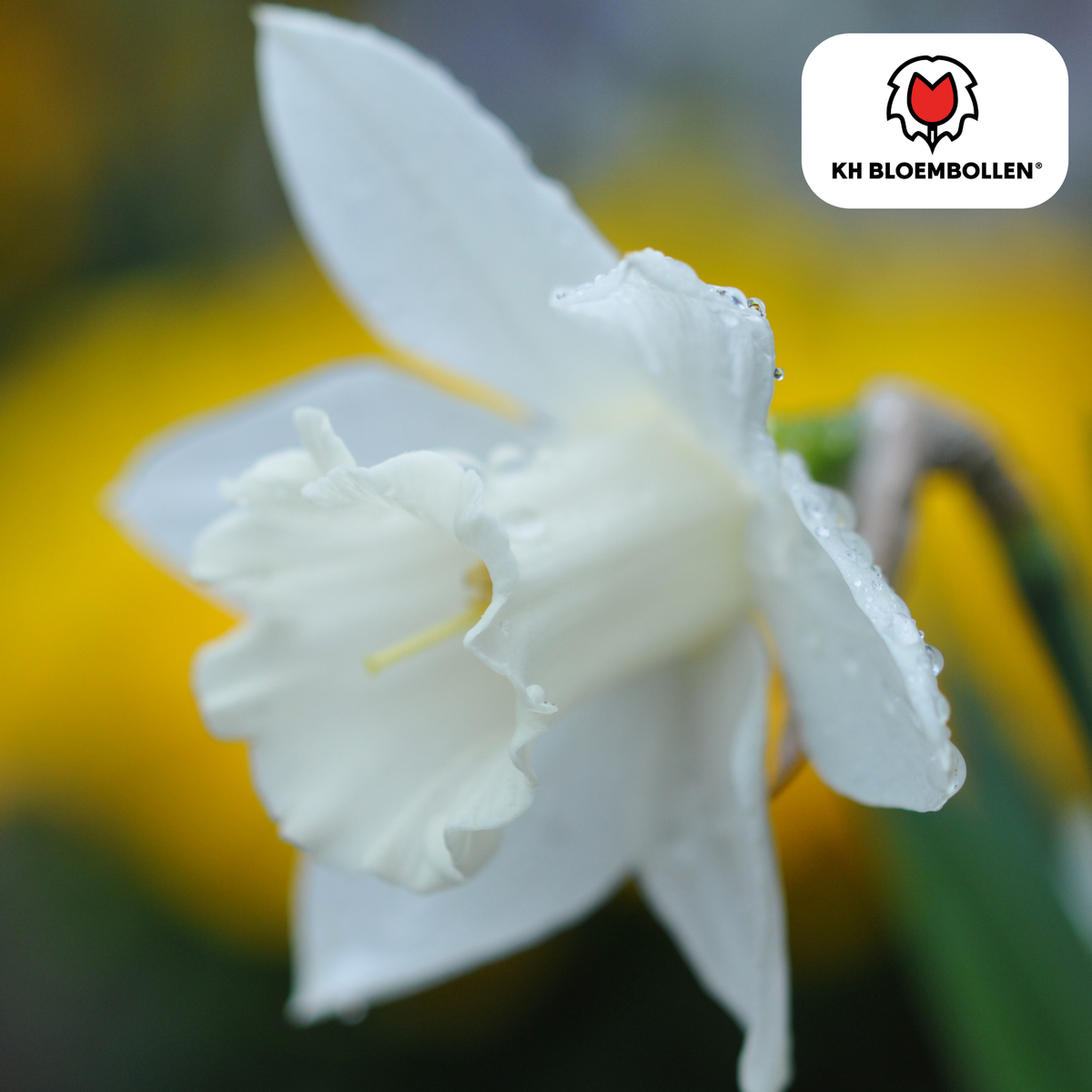 Narcisse 'Snow Baby' – 20 bulbes