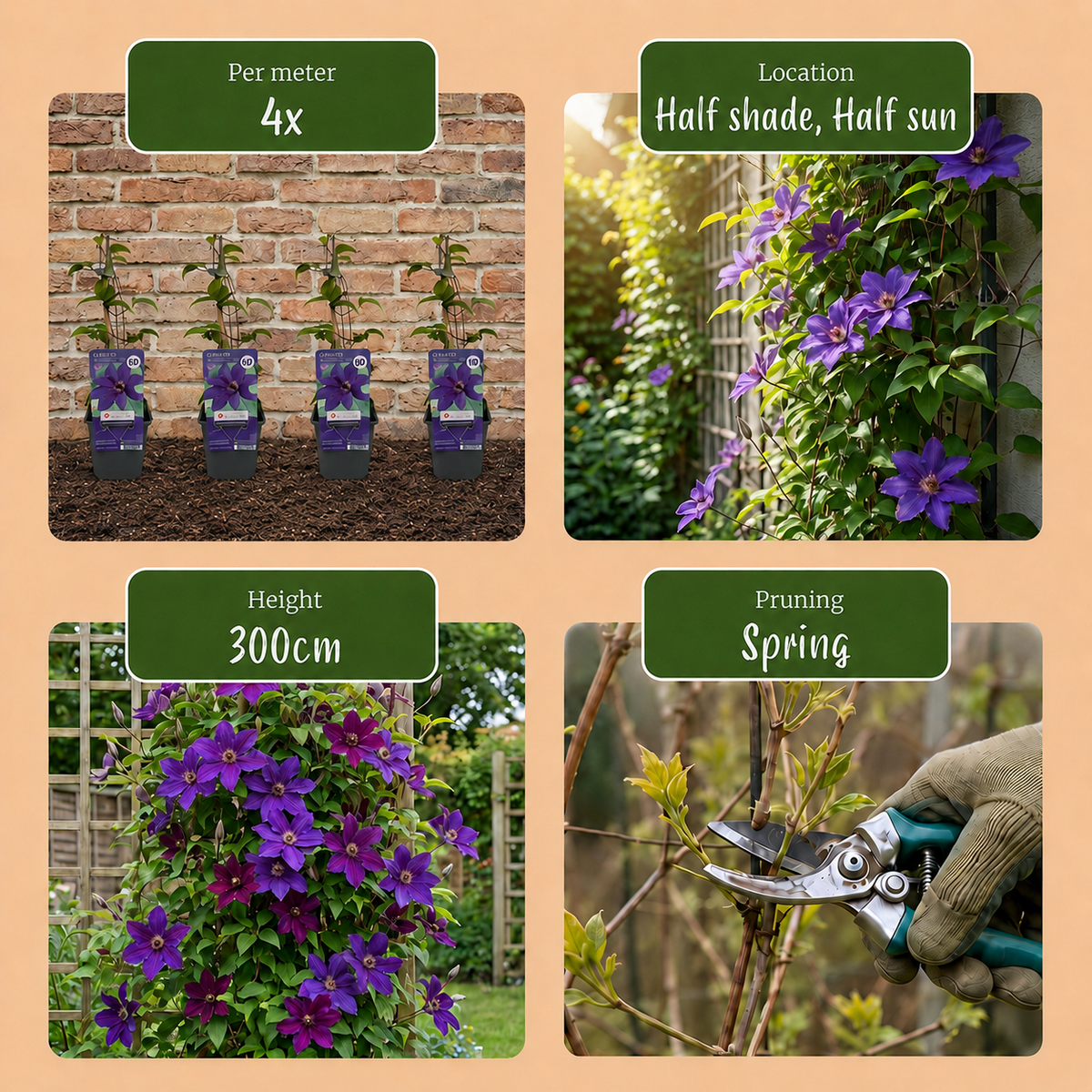 Clematis 'The President' (bosrank) – paars – 2 planten, Ø9 cm, 35 cm hoog