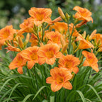 Hemerocallis 'Mauna Loa' (Taglilie) – orange – 12 Pflanzen, Ø11 cm, 15–25 cm hoch