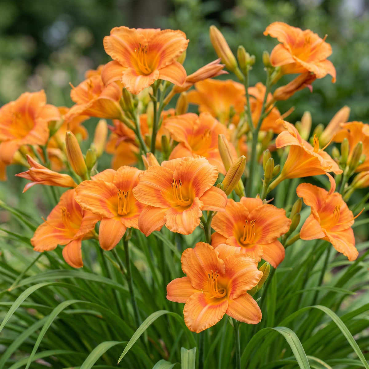 Hemerocallis 'Mauna Loa' (Taglilie) – orange – 12 Pflanzen, Ø11 cm, 15–25 cm hoch – Bild 5