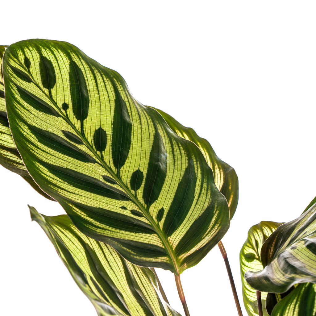 Calathea makoyana – Ø17 cm, 40–50 cm hoog
