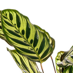 Calathea makoyana – Ø17 cm, 40–50 cm hoog