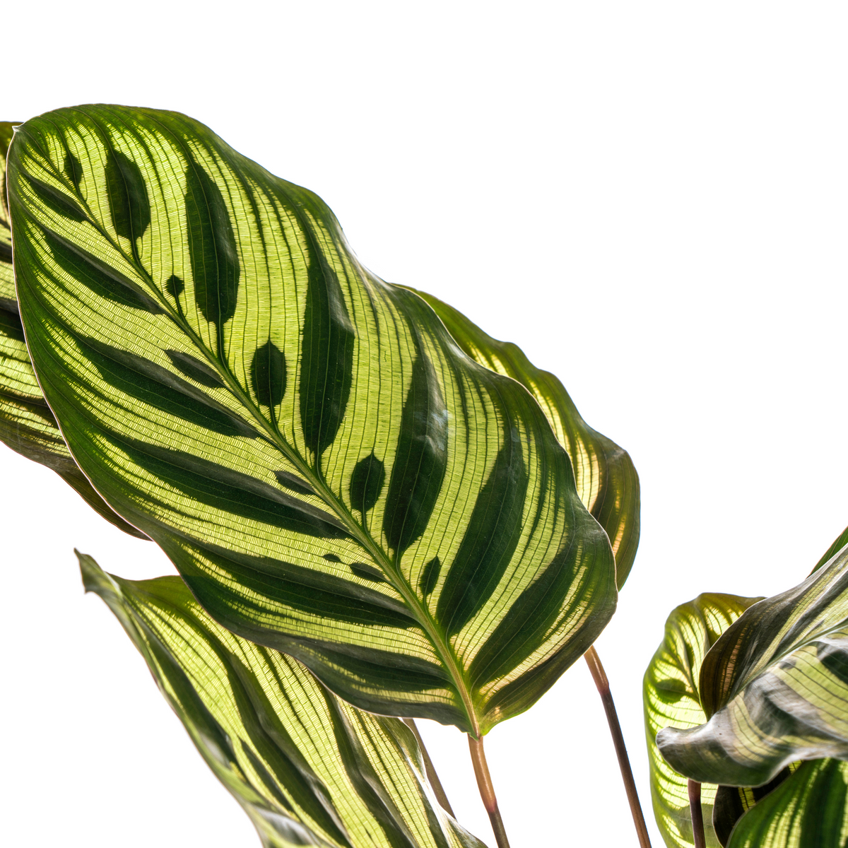 Calathea makoyana – Ø 17 cm, 40–50 cm hoch