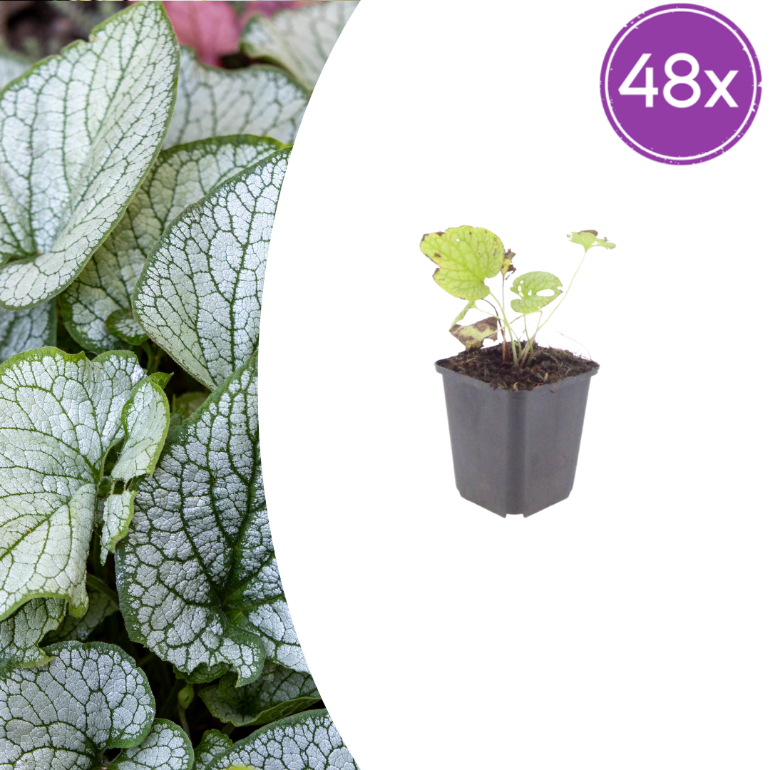 Brunnera macrorrhizum 'Jack Frost' (Kaukasische vergeet-mij-niet) – 48 planten, Ø9 cm, 10–25 cm hoog