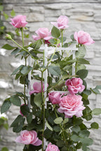 Rosa 'Crazy' (pink rose) – Ø15 cm, 65 cm high