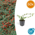 Cotoneaster dam. 'Major' (dwarf cotoneaster) – 60 plants, Ø9 cm, 25 cm high