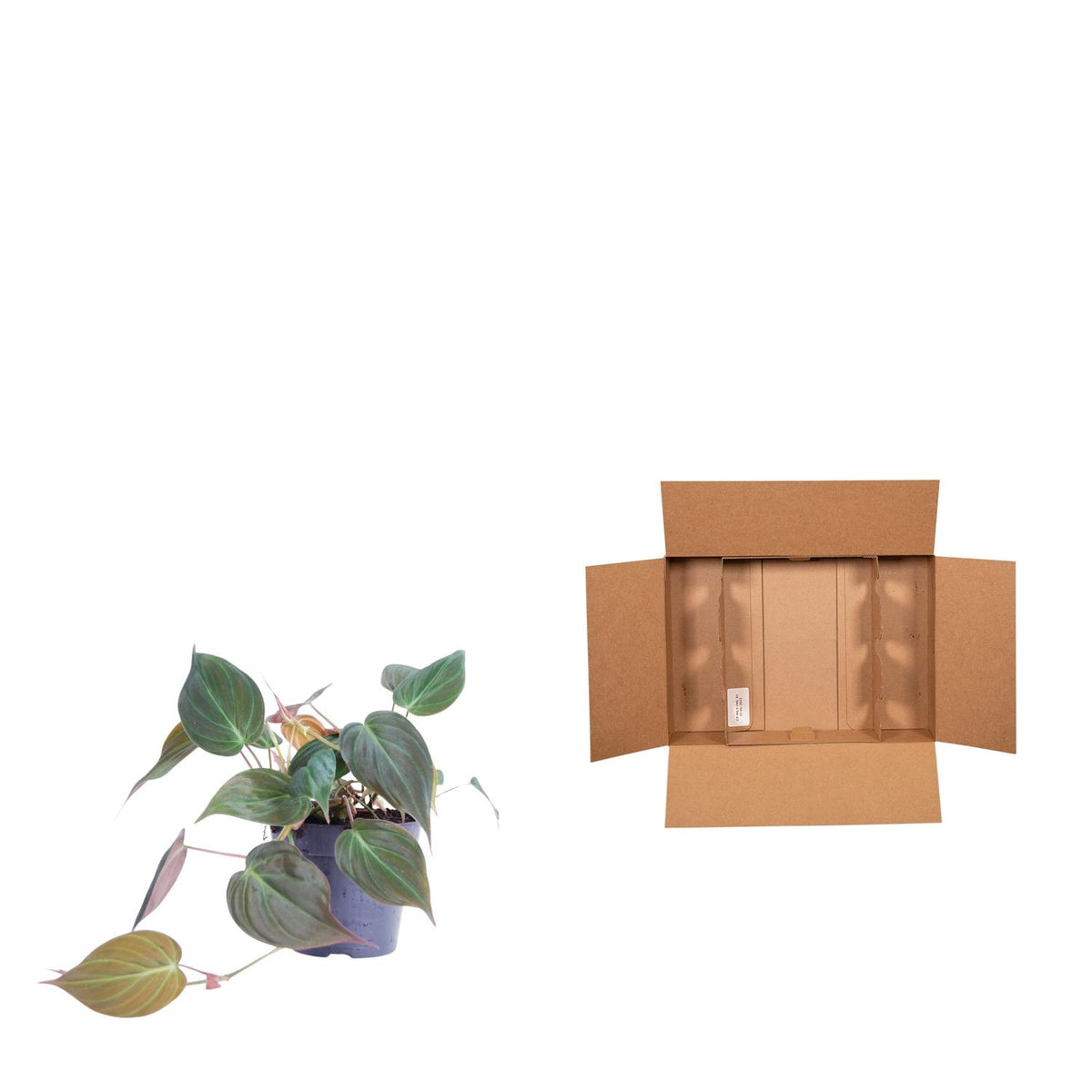 Philodendron scandens 'Micans' – Ø12 cm, 20 cm hoog