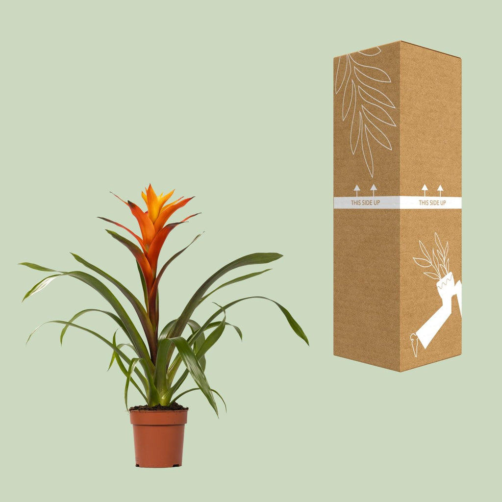 Guzmania Variada (Bromeliaceae) – Ø12 cm, 50 cm high – photo 3