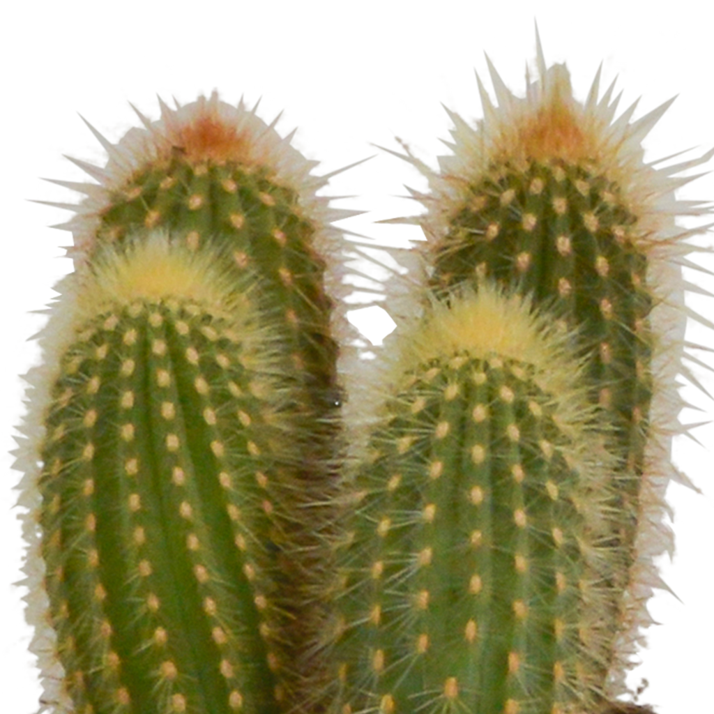 Cereus-Mix (Cactaceae) im weißen Topf – Ø 11 cm, 23 cm hoch