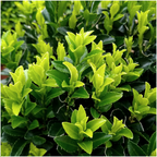 Euonymus 'Green Spire' (burning bush) – 24 plants, Ø7 cm, 15 cm high – art. 37807