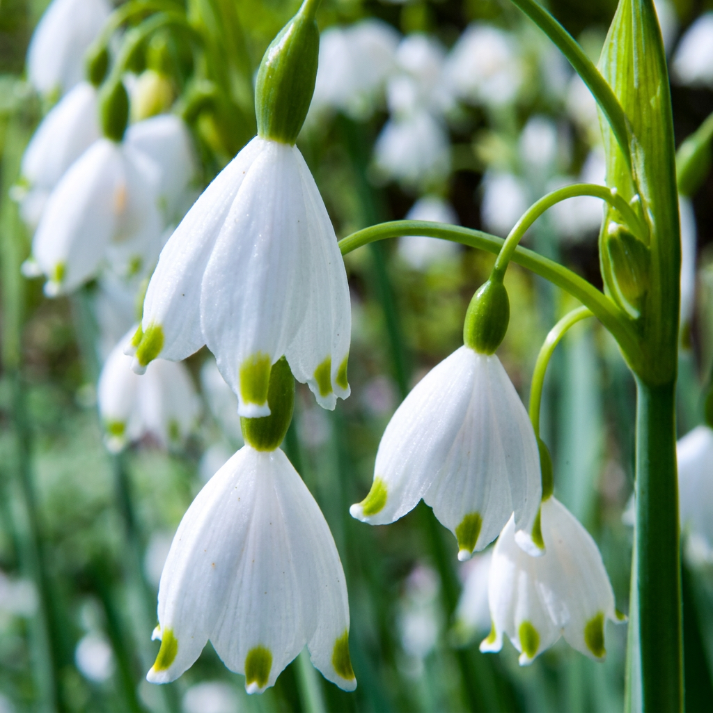 Zomerklokje (Leucojum aestivum) – 320 bloembollen (bolmaat 8/9)