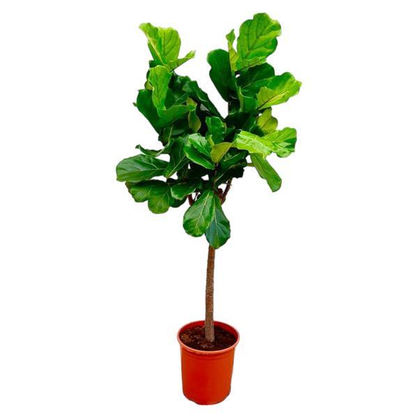 Ficus lyrata boom (vioolbladplant) – Ø27 cm, 160 cm hoog