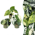 3× Baby Alocasia Tricolour Variegata (elefantøre) incl. Linnea Olive – Ø6 cm, 5–15 cm høj