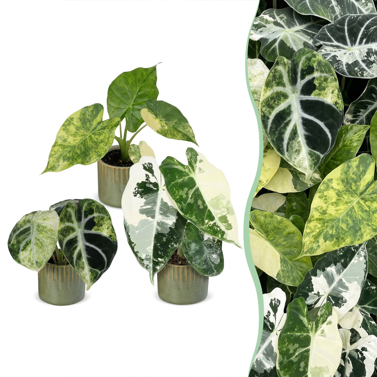 3× Baby Alocasia Tricolour Variegata (elefantøre) incl. Linnea Olive – Ø6 cm, 5–15 cm høj