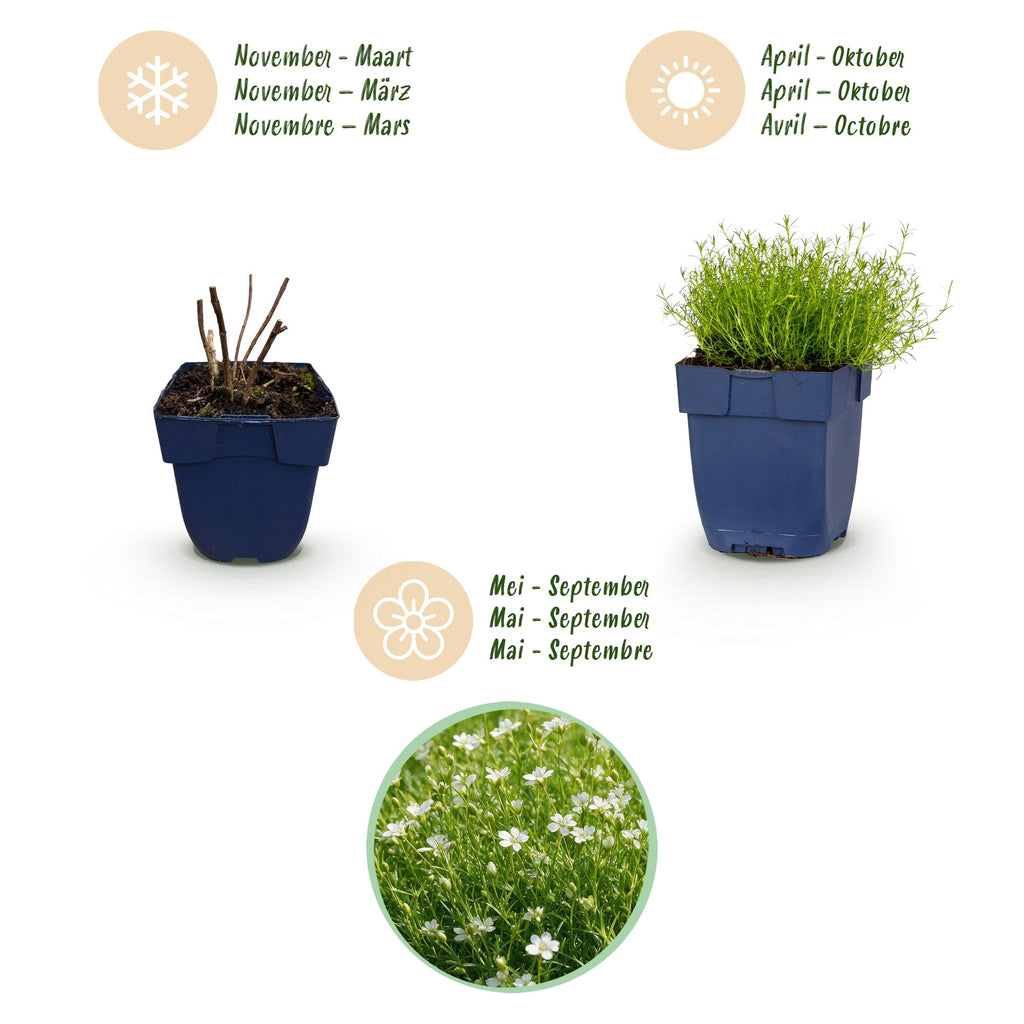 Sagina subulata (sagina rampante) – blanc – 6 plantes, Ø11 cm, 15–25 cm de haut – photo 4