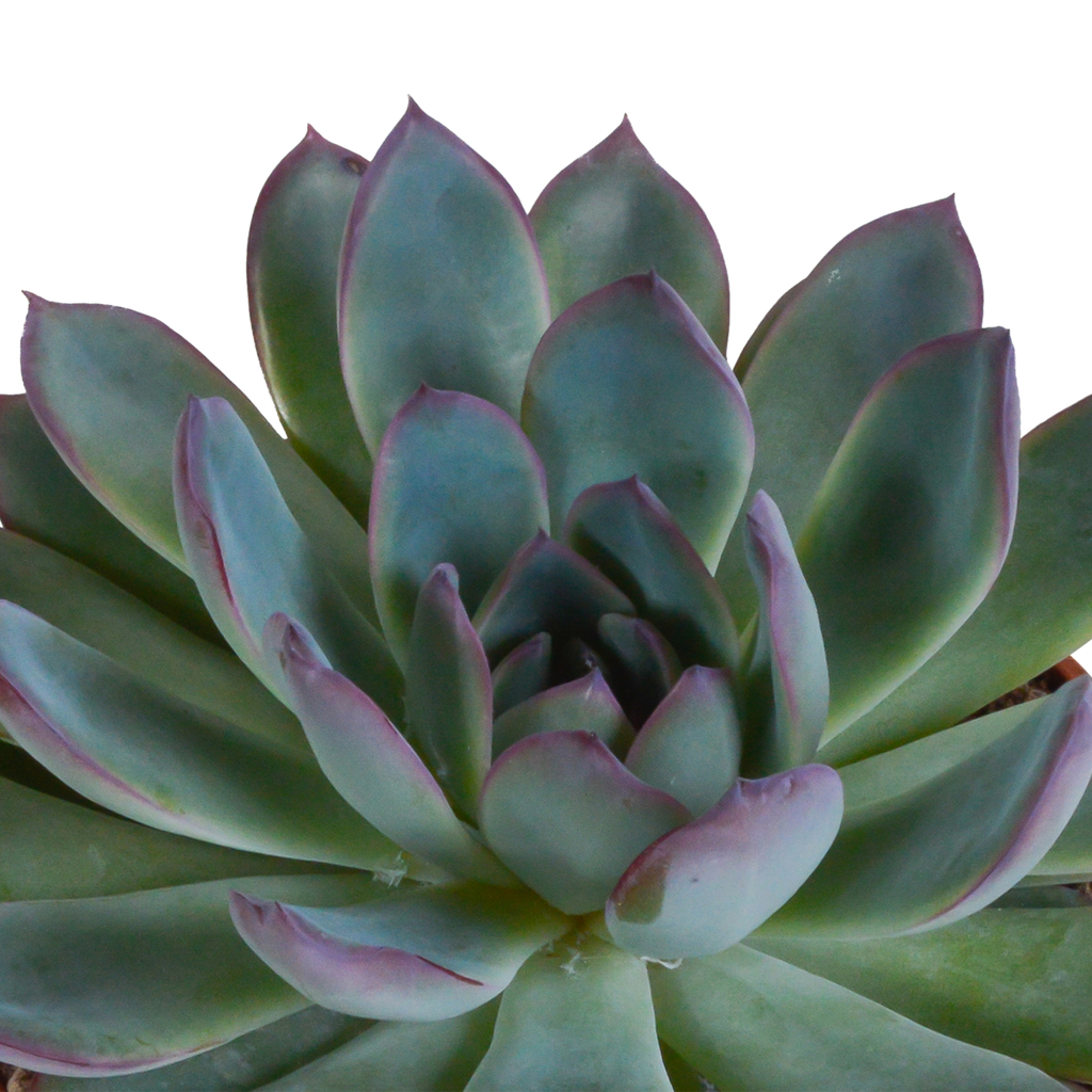 Echeveria mix – Ø11 cm, 21 cm hoog