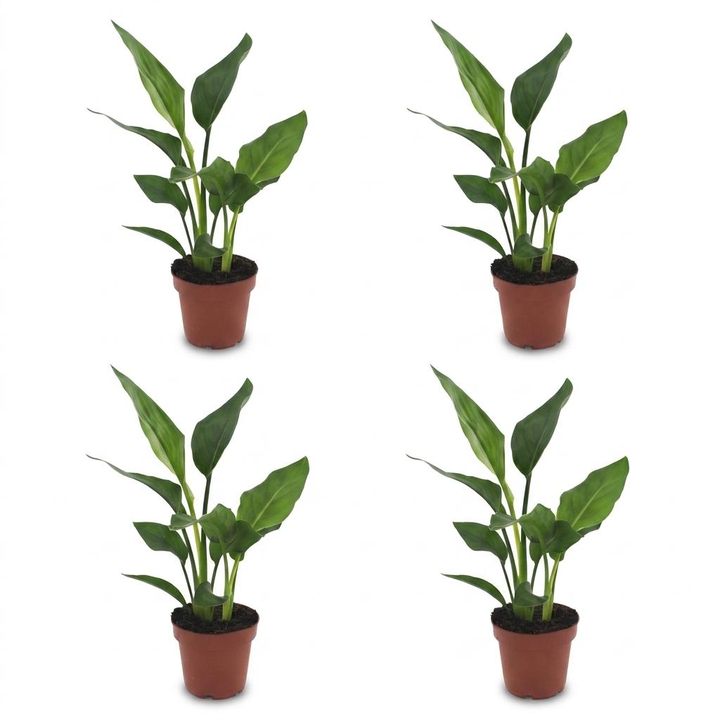 4× Strelitzia reginae (oiseau de paradis) – Ø12 cm, 35 cm de haut