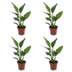 4× Strelitzia reginae (oiseau de paradis) – Ø12 cm, 35 cm de haut