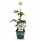 Clematis 'Miss Bateman' (grimpette) – blanc – 4 plantes, Ø9 cm, 35 cm de haut