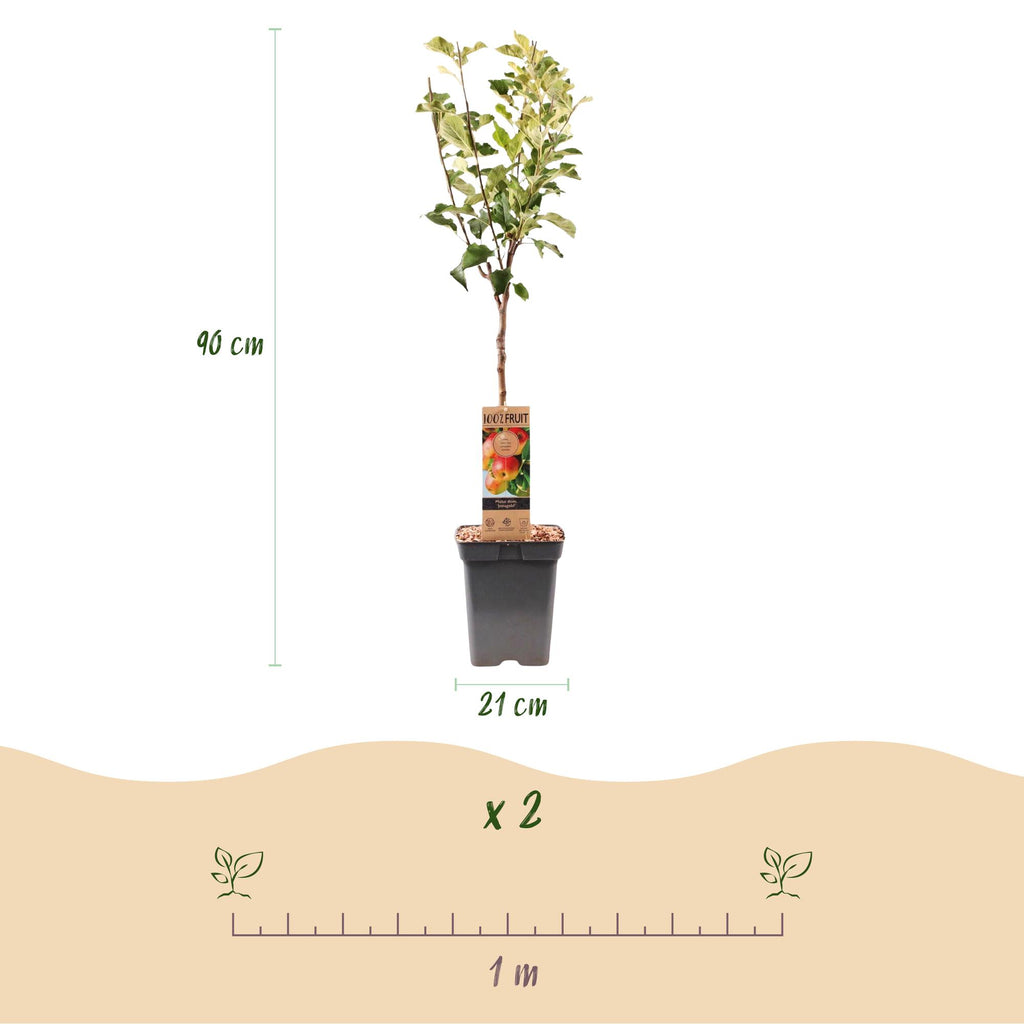 Malus domestica 'Jonagold' (Apfelbaum) – Ø 21 cm, 90 cm hoch – Bild 3