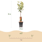 Malus domestica 'Jonagold' (Apfelbaum) – Ø 21 cm, 90 cm hoch
