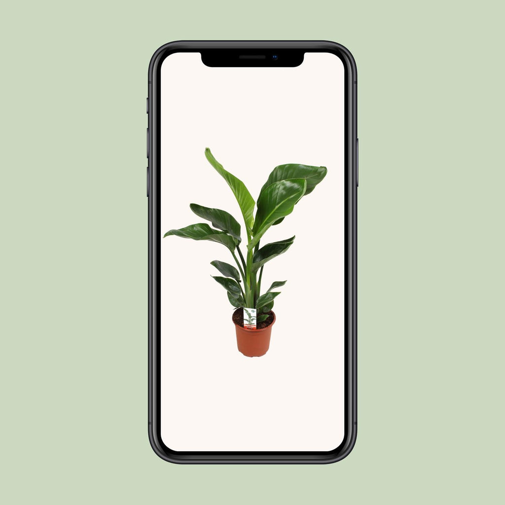 Strelitzia nicolai (hvid paradisfugleblomst) – Ø17 cm, 70 cm høj – cm – art. 23191 – billede 9