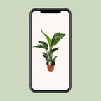Strelitzia nicolai (hvid paradisfugleblomst) – Ø17 cm, 70 cm høj – cm – art. 23191