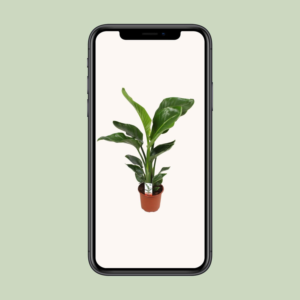 Strelitzia nicolai (hvid paradisfugleblomst) – Ø17 cm, 70 cm høj – cm – art. 23191 – billede 9