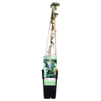 Lonicera japonica 'Halliana' (Japanese honeysuckle) – Ø15 cm, 65 cm high