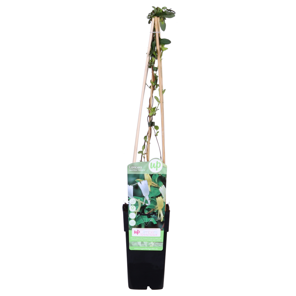 Lonicera japonica 'Halliana' (Japanese honeysuckle) – Ø15 cm, 65 cm high – photo 3