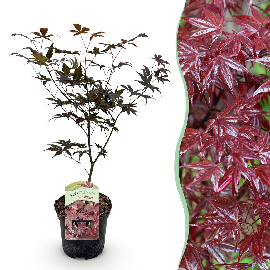 Acer palmatum 'Bloodgood' (japansk ahorn) – rød – Ø19 cm, 70 cm høj
