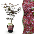 Acer palmatum 'Bloodgood' (japansk ahorn) – rød – Ø19 cm, 70 cm høj
